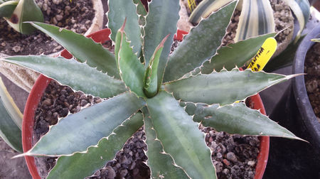 Agave Lophantha Splendida