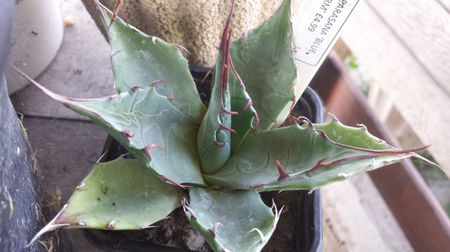 Agave parasana blue