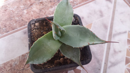 Agave Parrasana