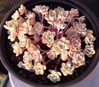 sedum