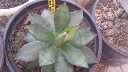 Agave guadalajarana x colimana