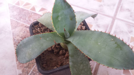 Agave Maximiliana var. Katharinae 2