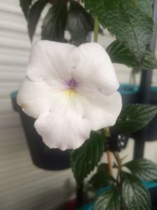 Jay Dee Large White; Jay Dee Large White
23.07.2017
