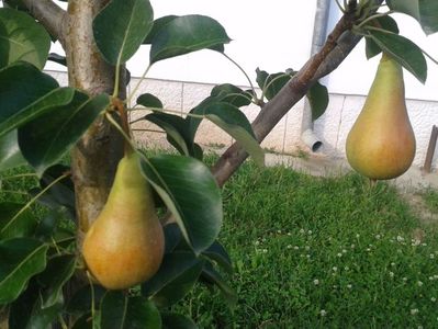 ; primele fructe;  micute, cu aroma de muscat , se coc la sfarsitul lunii iunie
