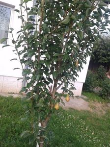 ; mirandino rosso , anul 3 primele pere;
