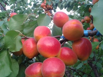 ; f. productiv, cu  fructe timpurii aromate si destul de dulci.
