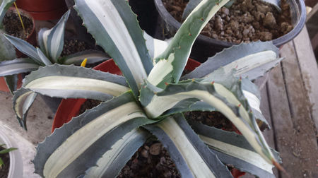 Agave Americana Mediopicta Alba 2