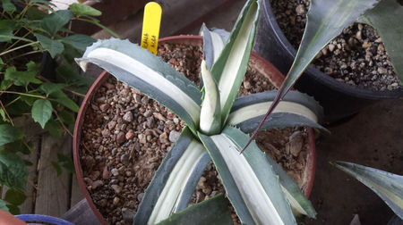 Agave Americana Mediopicta Alba 5