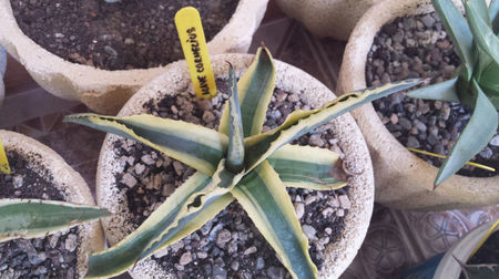 Agave Cornelius