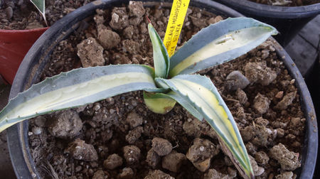 Agave Americana Mediopicta Aurea Striata 2