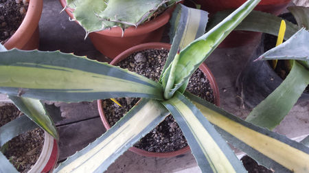 Agave Americana Mediopicta Lutea 2