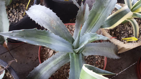 Agave Protoamericana Mediopicta Lemon-Lime 3