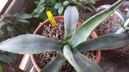 Agave Oroensis Marginata Lemon- Lime