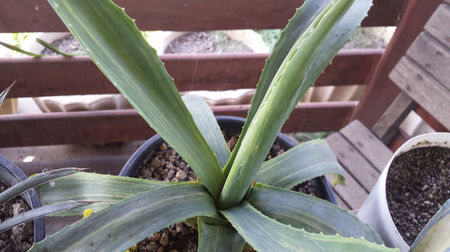 Agave Oroensis Striata