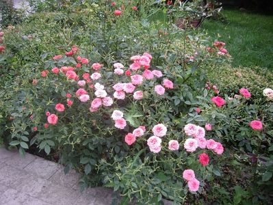 IMGP1219