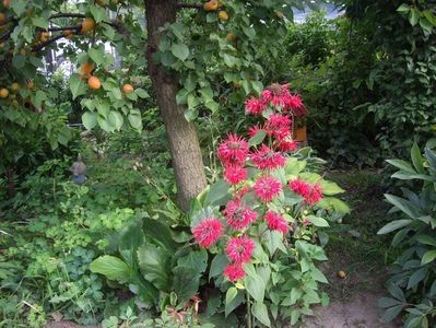 IMGP1225