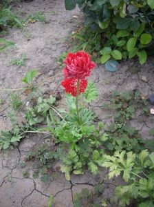IMGP1227