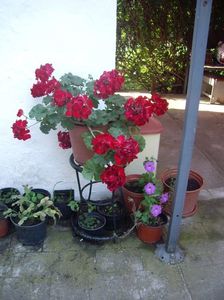 IMGP1265