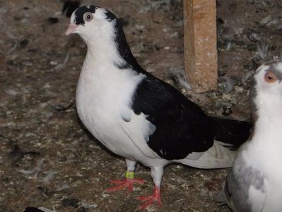 F cazatoare 2017-8816