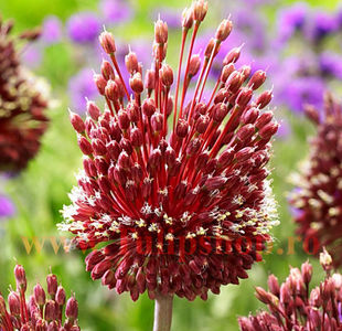 Bulbi Allium Red Mohican (Ceapa decorativa); Marime bulb 10/12. Inaltime 30-40cm. Inflorire mai-iunie. STOC EPUIZAT!

