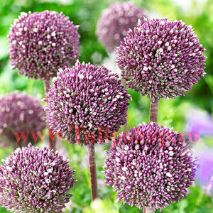 Bulbi Allium Summer Drummer (Ceapa decorativa); Marime bulb 12/14. Inaltime 30-40cm. Inflorire mai-iunie. STOC EPUIZAT!
