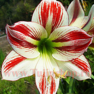 Bulbi Amaryllis Ambiance (Hipperastrum); Marime bulb 22/24 . Inaltime 50-60cm. Inflorire dec.-ian. STOC EPUIZAT!
