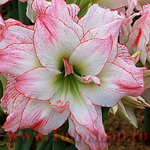 Bulbi Amaryllis Aphrodite (Hipperastrum); Marime bulb 22/24 . Inaltime 50-60cm. Inflorire dec.-ian. STOC EPUIZAT!
