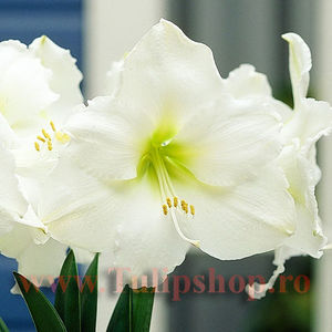 Bulbi Amaryllis Mont Blanc (Hipperastrum); Marime bulb 22/24 . Inaltime 50-60cm. Inflorire dec.-ian. STOC EPUIZAT!
