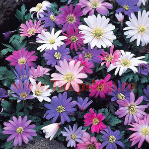 Bulbi Anemone Blanda Mix; Marime bulb 5/+. Inaltime 20-30cm. Inflorire apr.-mai. STOC EPUIZAT!
