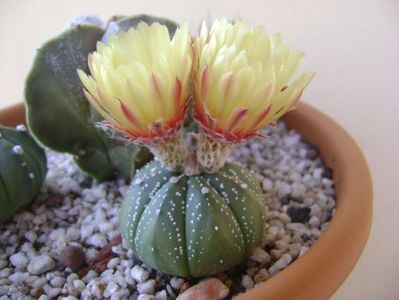 Astrophytum asterias hb.