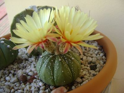 Astrophytum asterias hb.