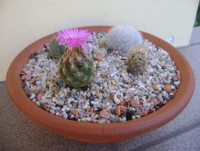 Escobaria hesteri