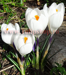 Bulbi Branduse Jeanne dArc (Crocus); Marime bulb 7/8 . Inaltime 8-10cm. Inflorire feb.-mar. STOC EPUIZAT!
