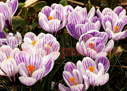Bulbi Branduse Pickwick (Crocus); Marime bulb 7/8 . Inaltime 8-10cm. Inflorire feb.-mar. STOC EPUIZAT!
