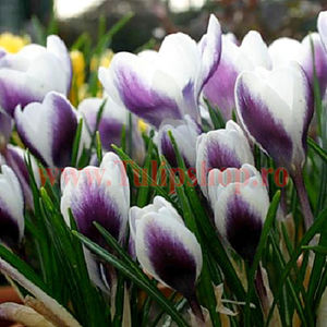 Bulbi Branduse Prins Claus (Crocus); Marime bulb 5/7 . Inaltime 8-10cm. Inflorire feb.-mar. STOC EPUIZAT!
