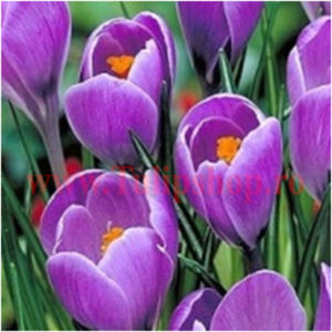 Bulbi Branduse Remembrance (Crocus); Marime bulb 7/8 . Inaltime 8-10cm. Inflorire feb.-mar. STOC EPUIZAT!
