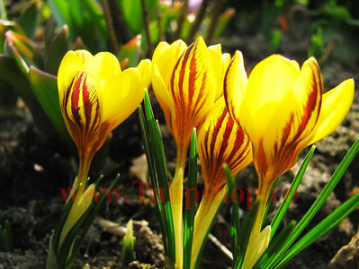 Bulbi Branduse Saturnus (Crocus); Marime bulb 7/8 . Inaltime 8-10cm. Inflorire feb.-mar. STOC EPUIZAT!
