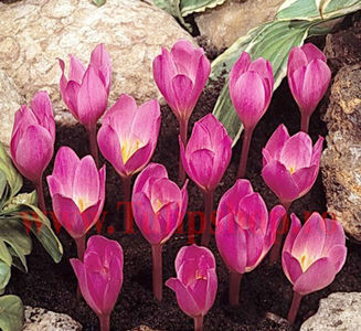 Bulbi Branduse Zonatus (Crocus); Marime bulb 7/8. Inaltime 8-10cm. Inflorire oct.-nov. STOC EPUIZAT.
