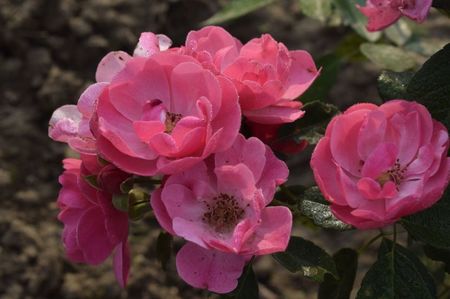 _DSC0849