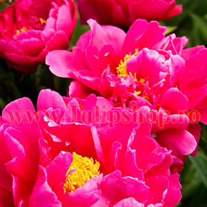 Bulbi Bujori Karl Rosenfield (Paeonia); Marime bulb I. Inaltime 60-80cm. Inflorire apr.-mai. STOC EPUIZAT!
