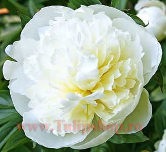 Bulbi Bujori Duchesse de Nemours (Paeonia); Marime bulb I. Inaltime 60-80cm. Inflorire apr.-mai. STOC EPUIZAT!
