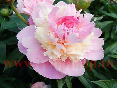 Bulbi Bujori Sorbet (Paeonia); Marime bulb I. Inaltime 60-100cm. Inflorire apr.-mai. STOC EPUIZAT!
