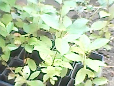 Butasi aronia Hugin si Nero,24.07.2017