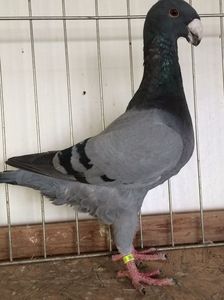 acelasi