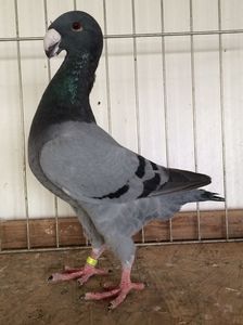 acelasi