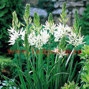 Bulbi Camassia Alba (Zambila Indiana); Marime bulb 14/+. Inaltime 100-120cm. Inflorire mai-iunie. STOC EPUIZAT!
