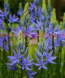 Bulbi Camassia Caerulea (Zambila Indiana); Marime bulb 14/+. Inaltime 100-120cm. Inflorire mai-iunie. STOC EPUIZAT!
