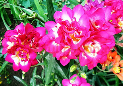 Bulbi Frezie Dubla Roz; Marime bulb 5/+. Inaltime 40-60cm. Inflorire apr.-mai. STOC EPUIZAT!
