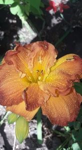 hemerocallis CANDLELIGHT DINNER
