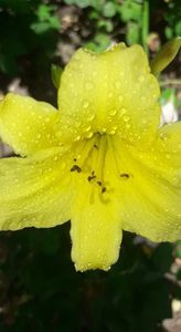 hemerocallis big time happy